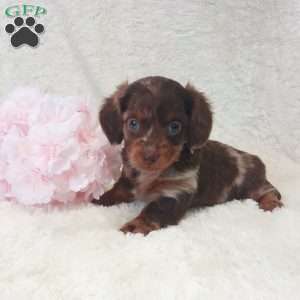 Daisy, Dachshund Puppy